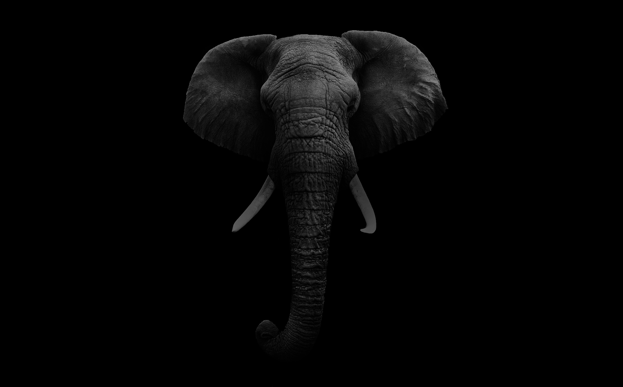 bg_elephant
